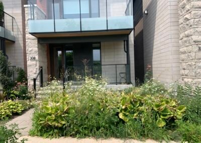 Overgrown front garden with tall plants beside the entrance of a modern townhouse, before garden renewal.